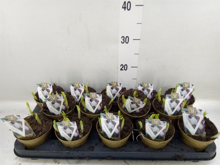 <h4>Galanthus nivalis   ...in pot</h4>
