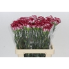Dianthus St Bacarat