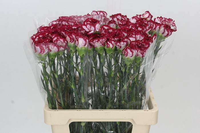 Dianthus St Bacarat