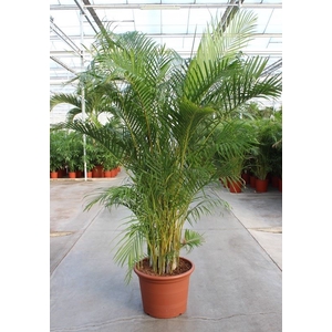 Chrysalidocarpus