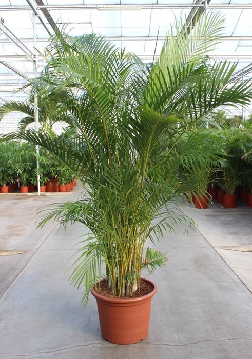 <h4>Chrysalidocarpus</h4>