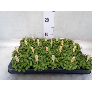 Callisia repens 'Turtle'