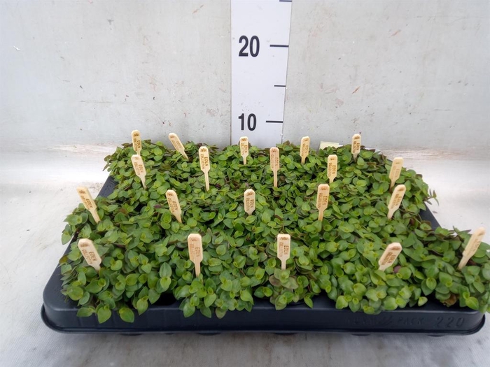 <h4>Callisia repens 'Turtle'</h4>