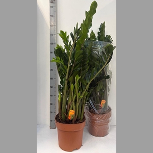 ZAMIO ZAMIIFOLIA