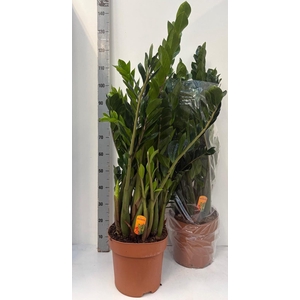 ZAMIO ZAMIIFOLIA