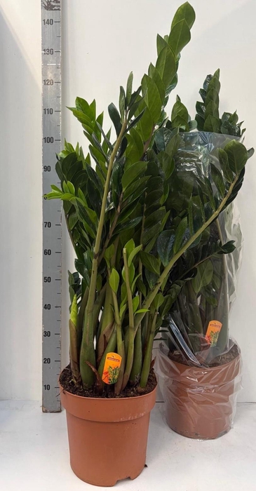 <h4>ZAMIO ZAMIIFOLIA</h4>