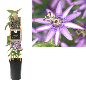 Passiflora 'Amethyst' +3.0 label