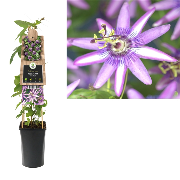 <h4>Passiflora 'Amethyst' +3.0 label</h4>