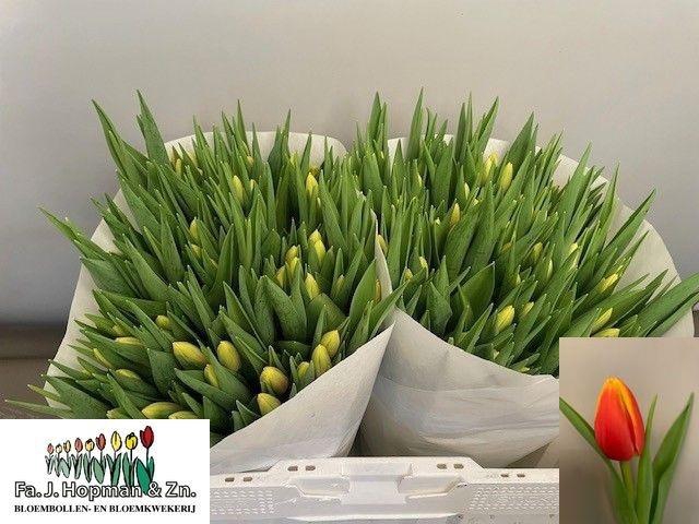 <h4>TU EN DENMARK</h4>