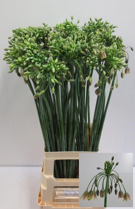 <h4>NECT SICULUM BULGAR</h4>