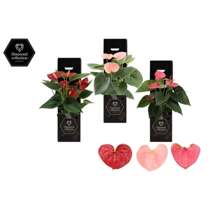 Anthurium 9 cm 3 color mix in Diamond Gift box