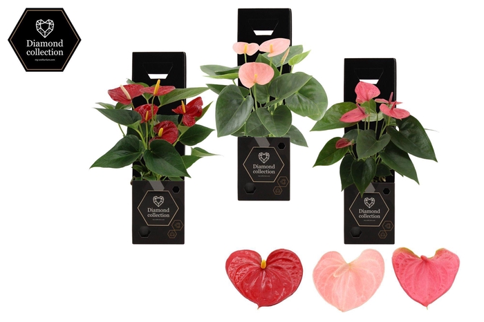 <h4>Anthurium 9 cm 3 color mix in Diamond Gift box</h4>