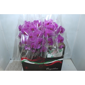 PHALAENOPSIS CASCATA P15 PINK MIN 8