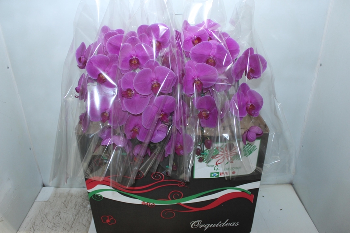 <h4>PHALAENOPSIS CASCATA P15 PINK MIN 8</h4>