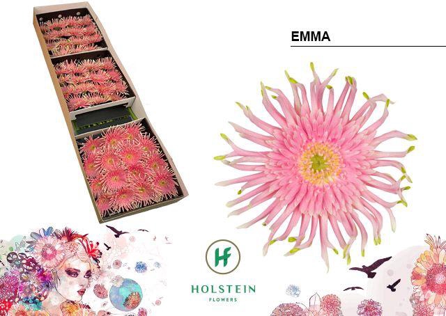 <h4>Gerbera Pasta Emma Doos</h4>
