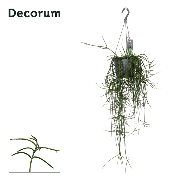<h4>Rhipsalis floccosa</h4>