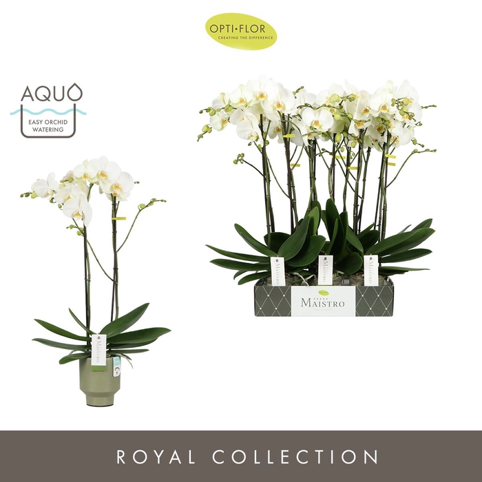 <h4>Phalaenopsis wit meer takken</h4>