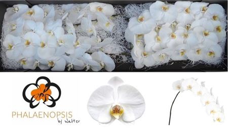 <h4>Phal Sensation White</h4>