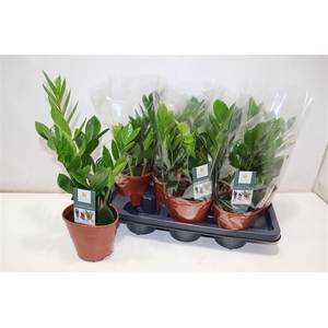 Zamioculcas Zamiifol