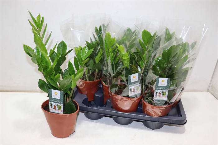 <h4>Zamioculcas Zamiifol</h4>