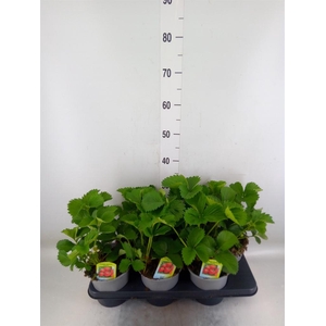 Fragaria ananassa 'Elsanta'