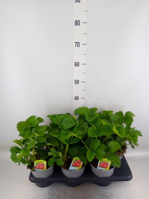 <h4>Fragaria ananassa 'Elsanta'</h4>