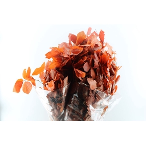 Beuk Beech Stab. Orange