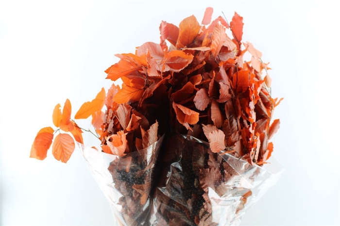 <h4>Beuk Beech Stab. Orange</h4>