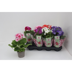 PRIM OB SWEETK A GEM