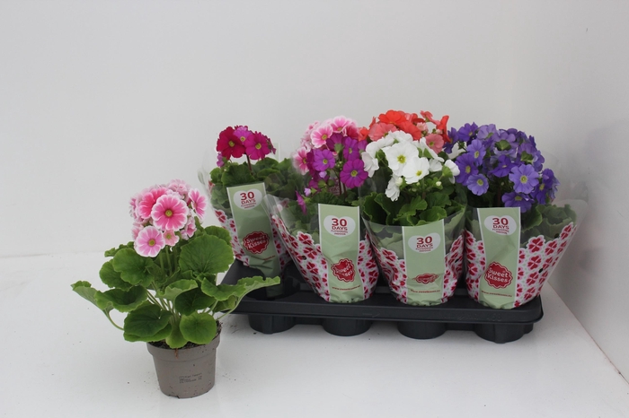 <h4>PRIM OB SWEETK A GEM</h4>