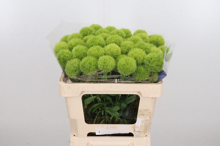 <h4>Di Barb Green Trick</h4>