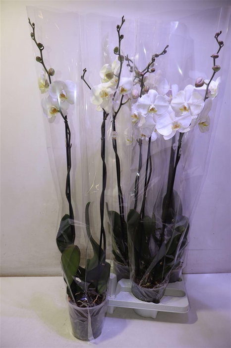 <h4>Phal Ov Wit</h4>