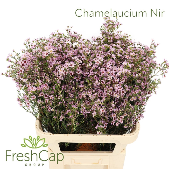 <h4>Chamelaucium unci. 'Early Nir'</h4>
