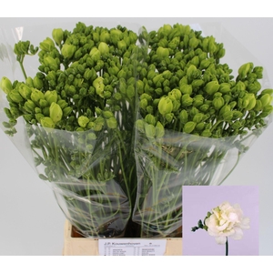 Freesia du Excellent