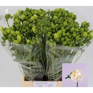 Freesia du Excellent