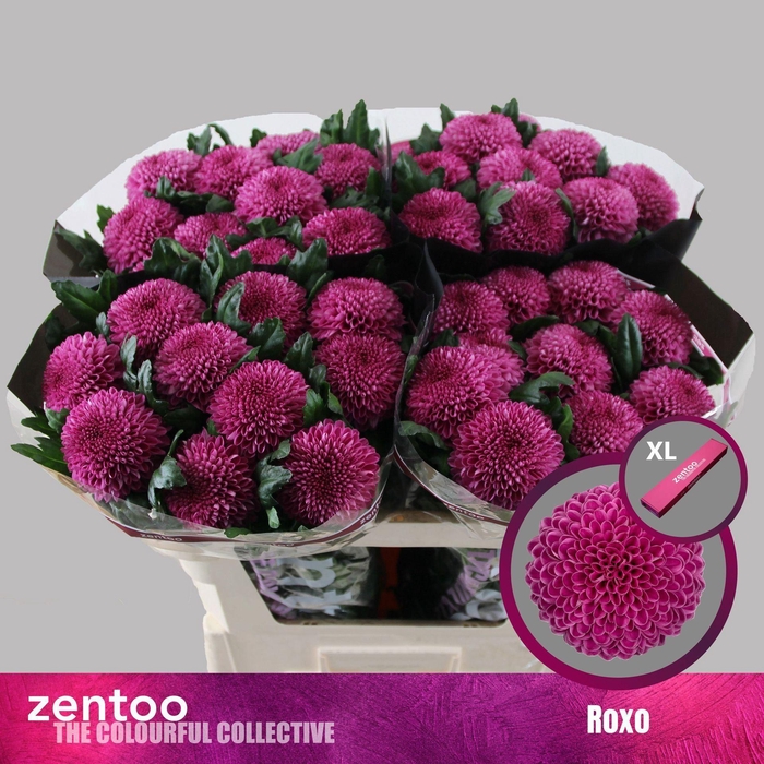 <h4>CHRYSANTHEMUM PL 'ROXO'</h4>