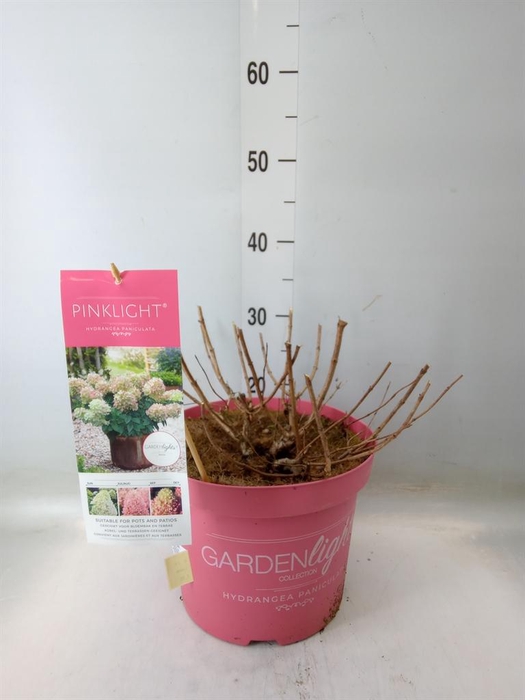 <h4>Hydrangea pan.</h4>