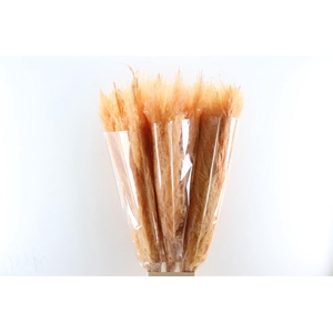 Dried Cortaderia Dadang Salmon 140cm P Stem