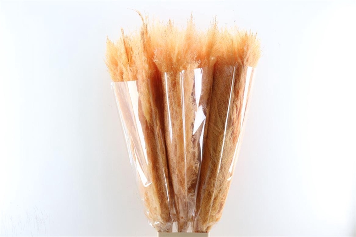 <h4>Dried Cortaderia Dadang Salmon 140cm P Stem</h4>