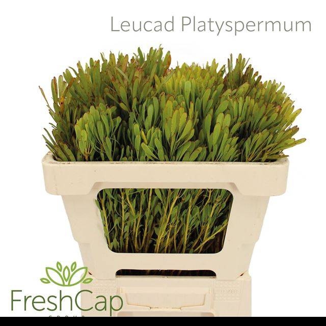 <h4>LEUCAD PLATYSPERMUM</h4>