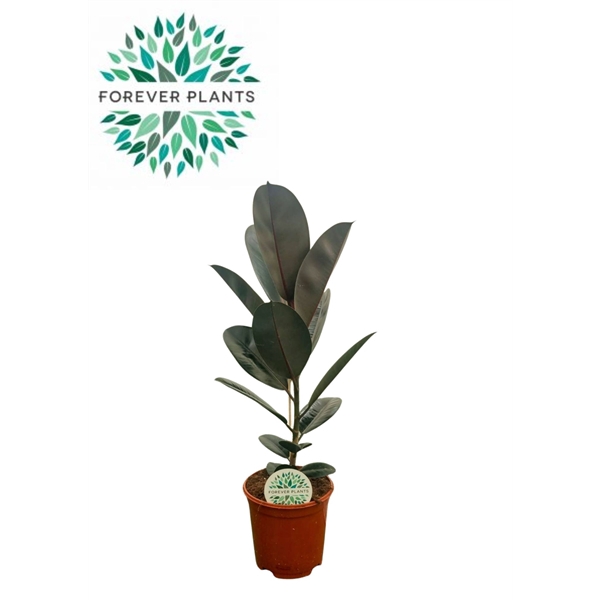 <h4>Ficus Elastica Abidjan p21</h4>