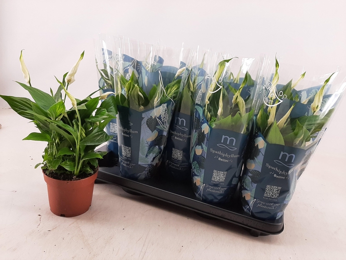 <h4>SPATH BELLINI</h4>