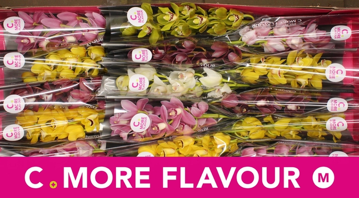 <h4>CYMB MI GEM</h4>