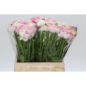 Ranunculus Elegance Cappucino Pink