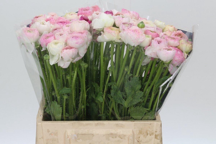 <h4>Ranunculus Elegance Cappucino Pink</h4>