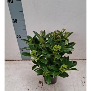 White Globe 10,5 cm 9+ bloem