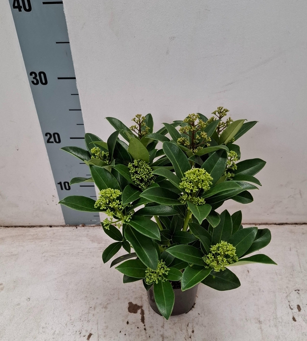 <h4>White Globe 10,5 cm 9+ bloem</h4>