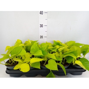 Epipremnum pinn. 'Golden Pothos'