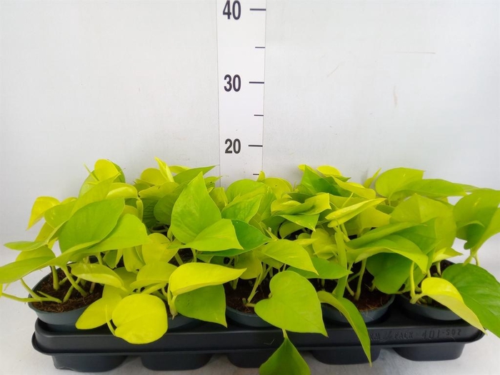 <h4>Epipremnum pinn. 'Golden Pothos'</h4>