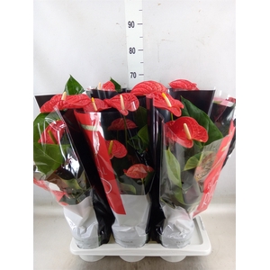 Anthurium andr. 'Madural'